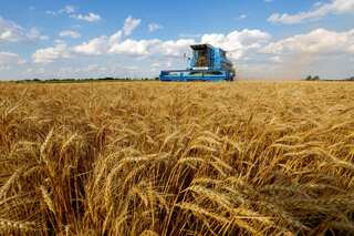 Wheat prices rise exponentially after Russia pulls out of Black Sea grain deal