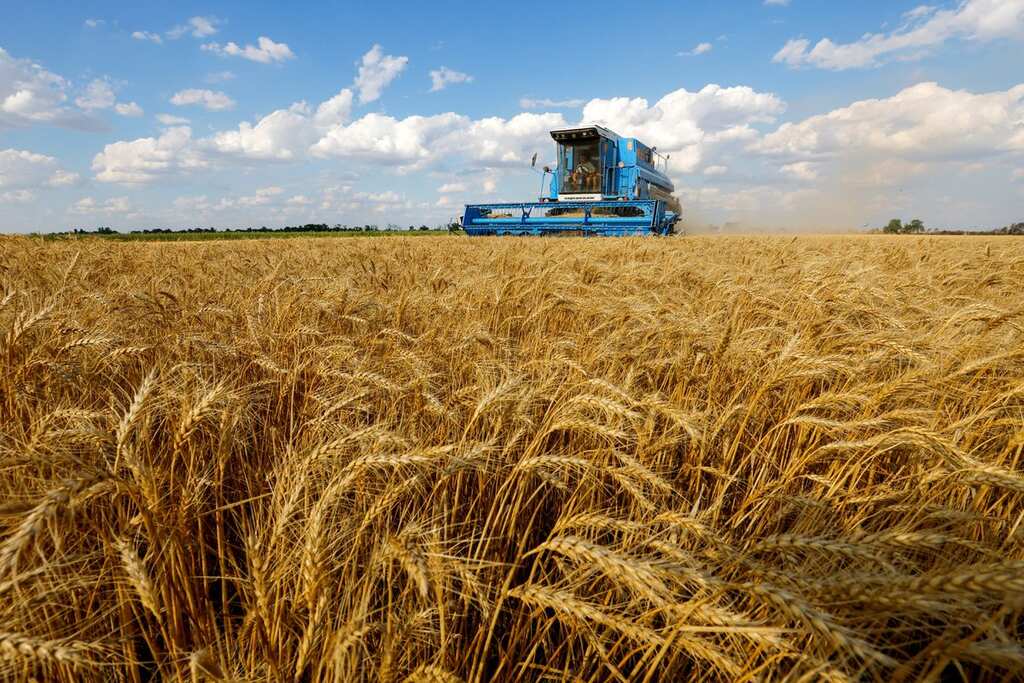 Wheat prices climb nearly six percent after Russia pulls out of Black Sea deal