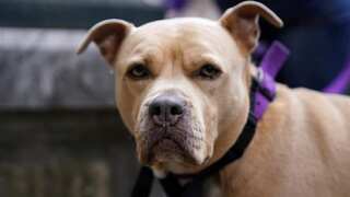 US: An 89-year-old woman dies after being mauled by pit bulls in Denver