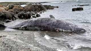 Sperm whales found dead en masse on Australian island