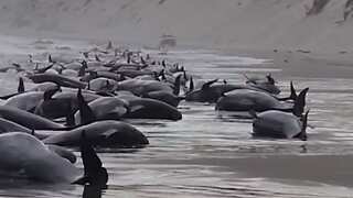 Australia: Nearly 200 pilot whales die on Tasmania's west coast after being stranded