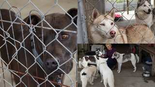 'It's heartbreaking', Australian animal shelters overflow as people rush to return their 'pandemic pets'