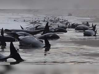 WION Climate Tracker | Pod of 230 pilot whales stranded in Tasmania