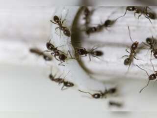 WION Climate Tracker | Study says earth has 20 quadrillion ants
