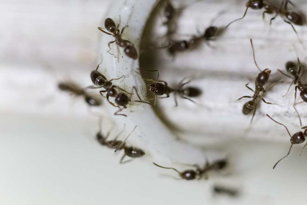 WION Climate Tracker | Study says earth has 20 quadrillion ants