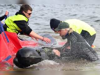 What led to the death of nearly 200 pilot whales at a Tasmanian beach?