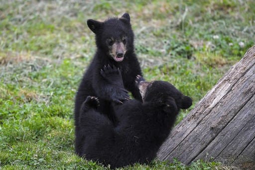 Canadian national park authorities advise people to remove fruit trees to keep bears away Canadian national park authorities advise people to remove fruit trees to keep bears away