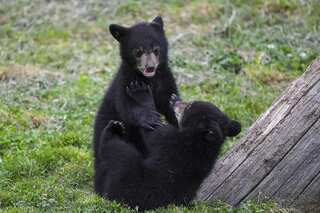 Canadian national park authorities advise people to remove fruit trees to keep bears away