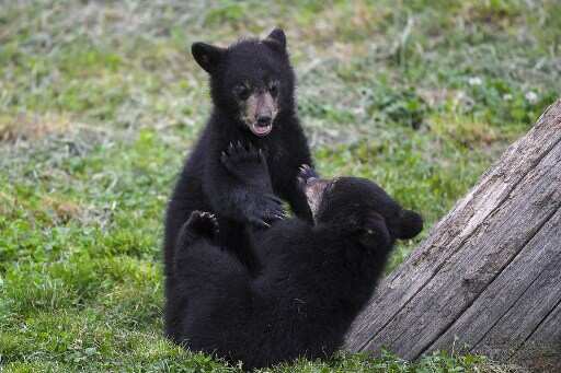 Canadian national park authorities advise people to remove fruit trees to keep bears away