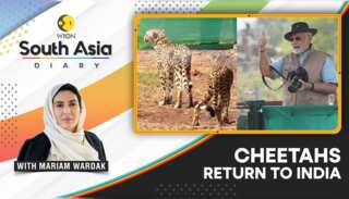 South Asia Diary: The cheetah returns to India