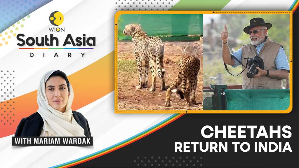 South Asia Diary: The cheetah returns to India