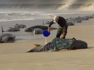 WION Climate Tracker: Pilot whales stranded on Tasmania coast