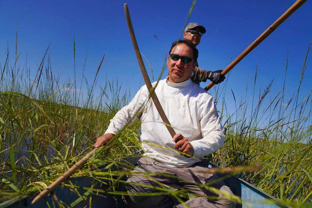 WION Climate Tracker | Sacred wild rice in Minnesota under threat