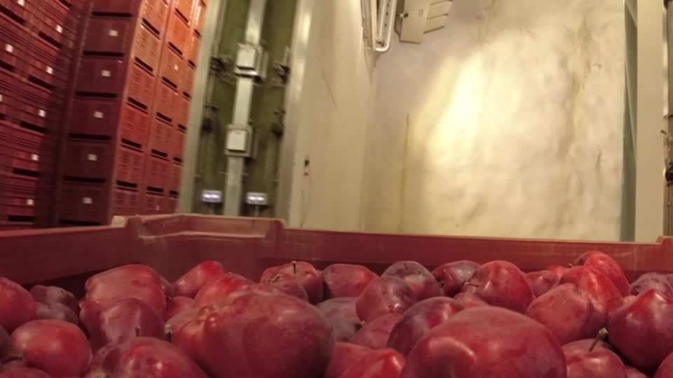 WION Climate Tracker | 34 caves in North Italy being used to store apple harvest