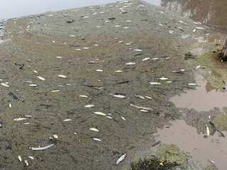 WION Climate Tracker | Fishes facing deadly impact of lethal wildfire ash flow