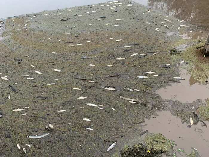 WION Climate Tracker | Fishes facing deadly impact of lethal wildfire ash flow