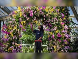Colombia reopens orchid exhibition after pandemic break