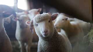 Switzerland: 62% people reject proposal to toughen animal protection laws, ban factory farming