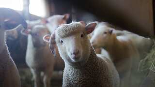 Switzerland: 62% people reject proposal to toughen animal protection laws, ban factory farming