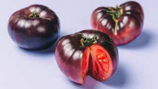 Researchers develop genetically modified purple tomatoes with anti-cancer properties