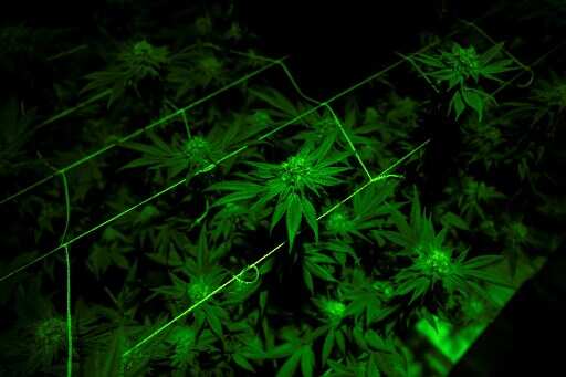 Spain: Police make largest marijuana bust worth US$ 63.4 million