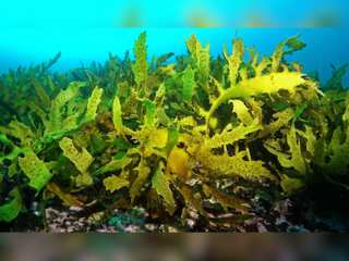 WION Climate Tracker | Restoring Kelp forests could curb climate change