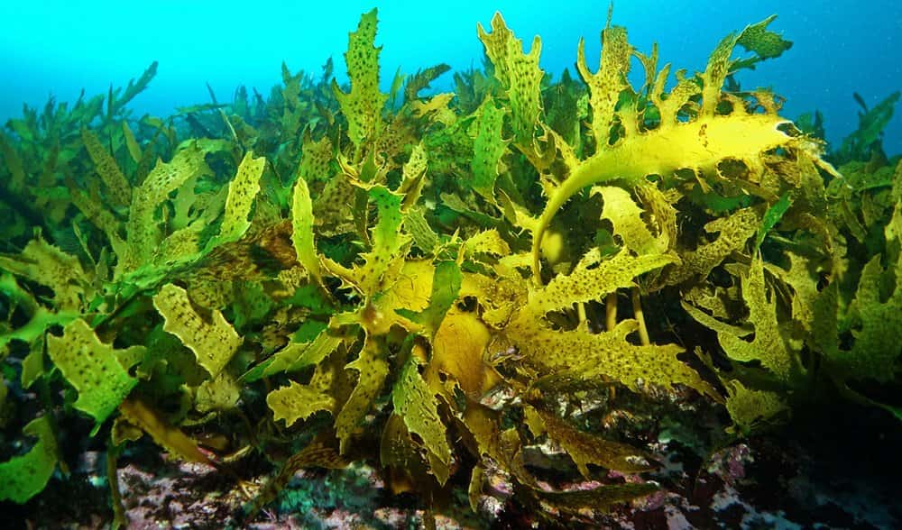 WION Climate Tracker | Restoring Kelp forests could curb climate change