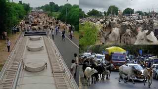 Watch | In a bizarre protest, shelters in India's Gujarat let loose thousands of cows on government offices