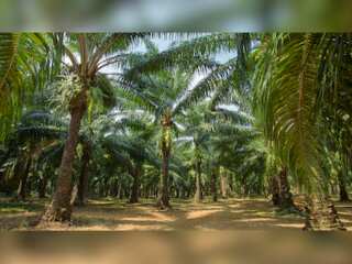 WION Climate Tracker | Study: More than half of the world's palm trees in danger
