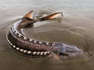 WION Climate Tracker: Sudden die-off of endangered sturgeon alarms Canadian biologists