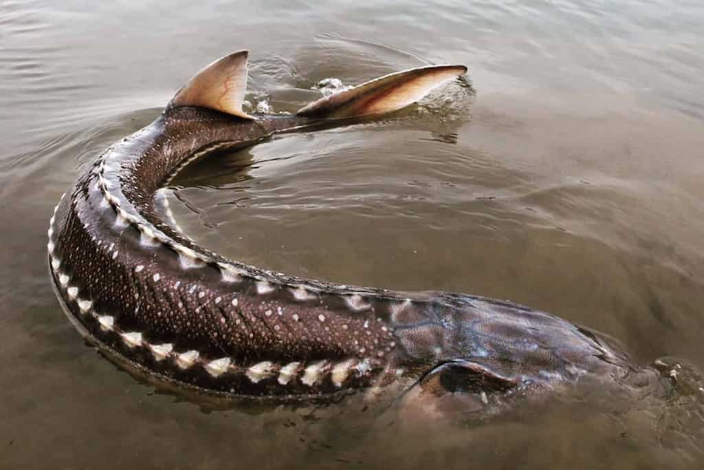 WION Climate Tracker: Sudden die-off of endangered sturgeon alarms Canadian biologists