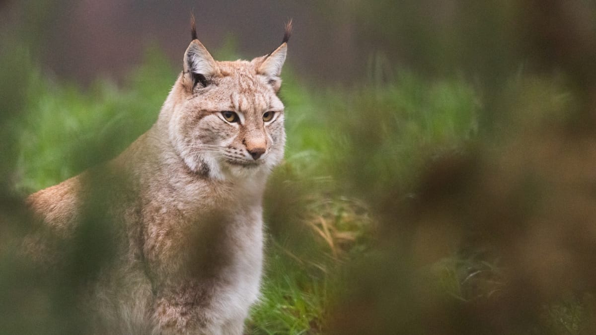 Wolves and brown bears among wildlife returning to Europe after conservation efforts: Report Wolves and brown bears among wildlife returning to Europe after conservation efforts: Report