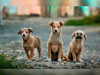World Rabies Day | India's animal welfare organisation 'Manali Strays' play a huge role in rabies prevention