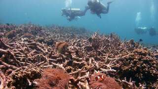 Climate change: Marine heatwave ravages once-vibrant red and purple coral forests in the Mediterranean