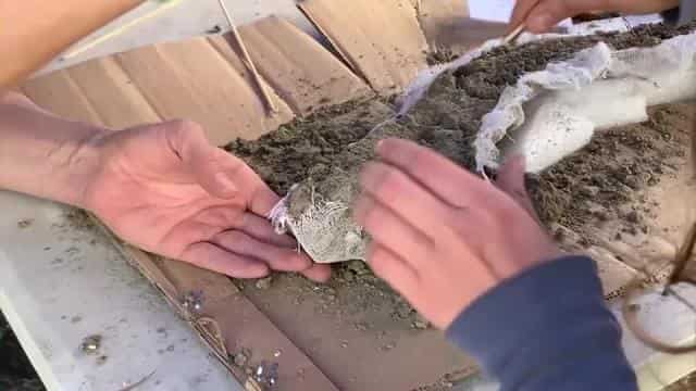 Scientists discover 12000-year-old elephant remains in southern Chile Scientists discover 12000-year-old elephant remains in southern Chile