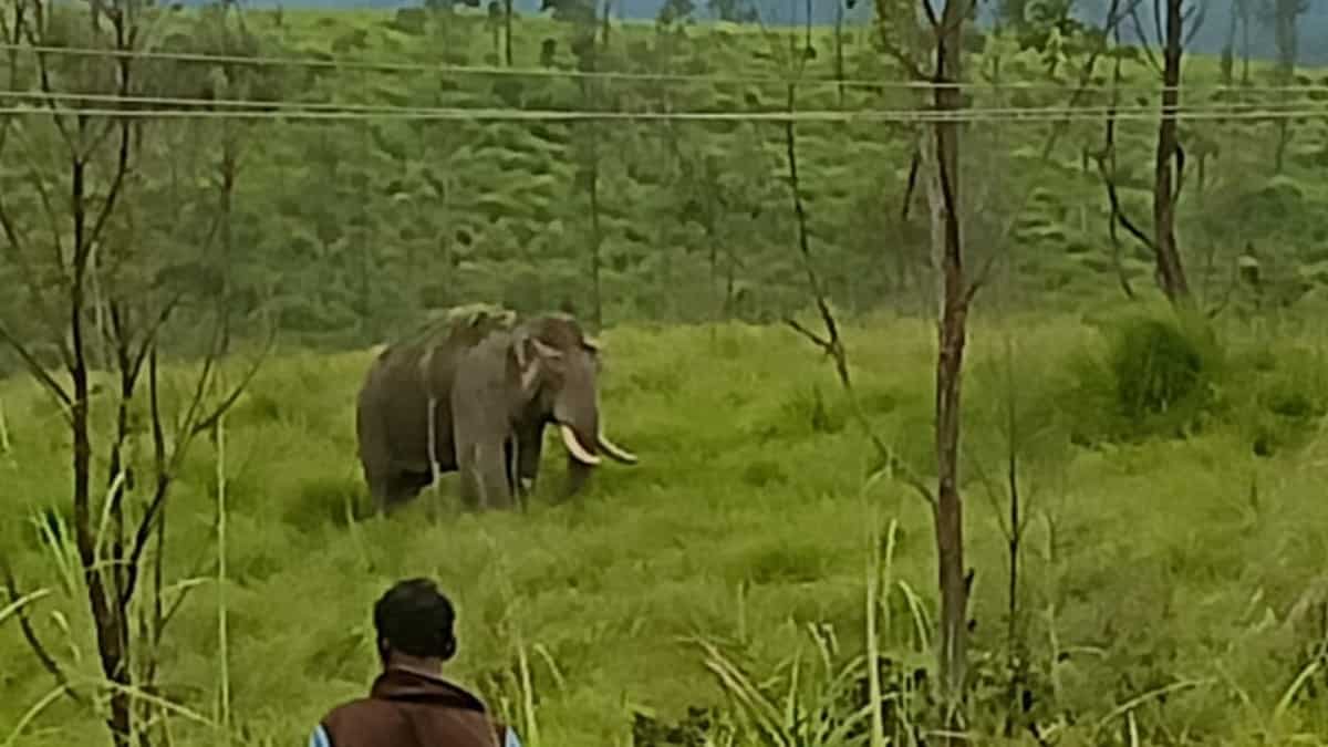 Watch: Kerala man holds onto dear life, sits on a tree to escape wild elephants Watch: Kerala man holds onto dear life, sits on a tree to escape wild elephants