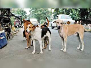 Manali strays to the rescue