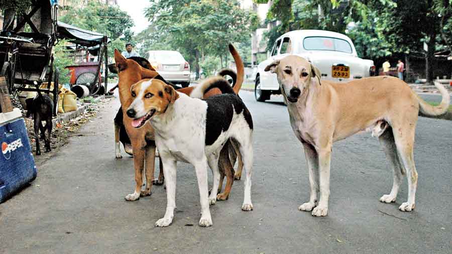 Manali strays to the rescue