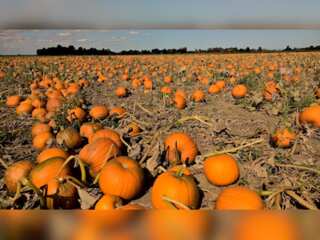 WION Climate Tracker: US farmers adopt sustainable methods for better soil