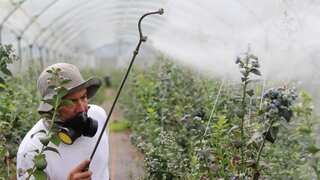 Liz Truss' government slammed for plans to scrap pesticide law after Brexit