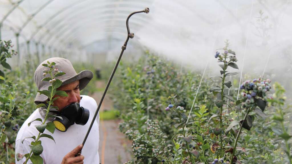 Liz Truss' government slammed for plans to scrap pesticide law after Brexit