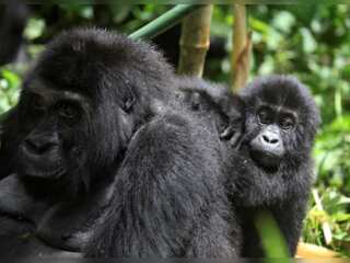 WION Climate Tracker | Mountain Gorillas threatened by habitat loss and poaching