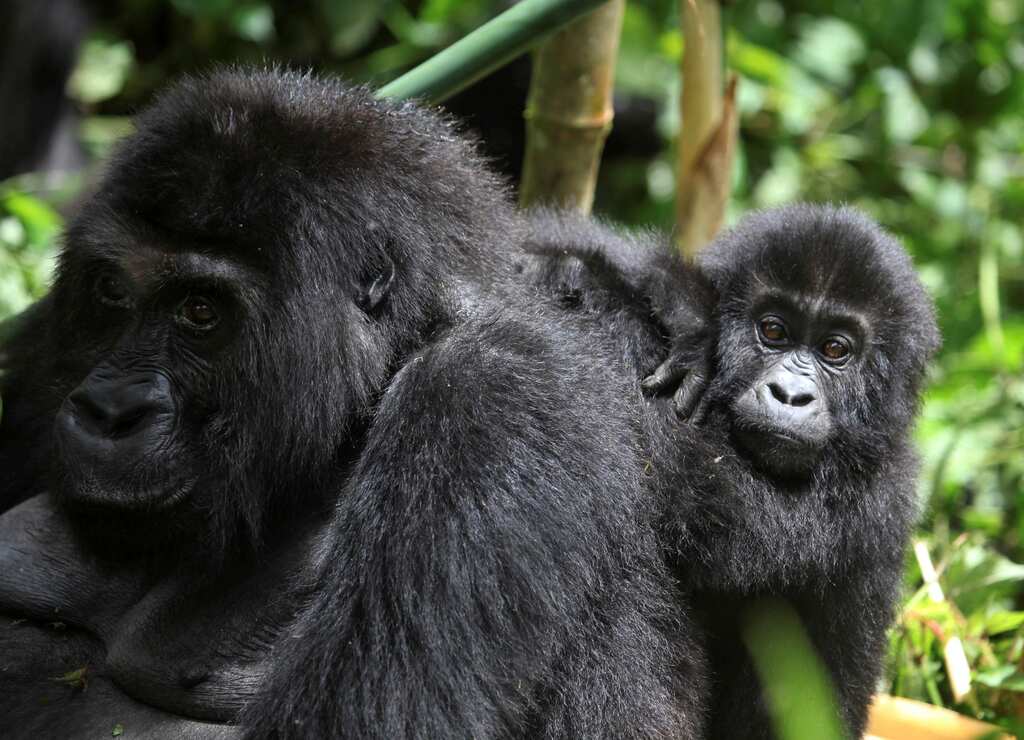 WION Climate Tracker | Mountain Gorillas threatened by habitat loss and poaching