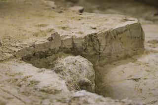 Million-year-old skull found in Chinese province of Hubei, hailed as 'rare find'