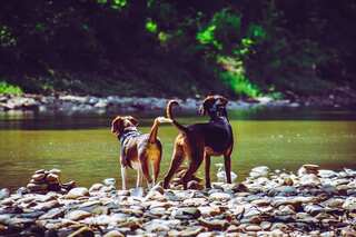 Dogs can successfully sniff, detect when humans are under stress, says study  