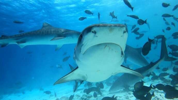 WION Climate Tracker: Maldives' tiger sharks soon to be at risk