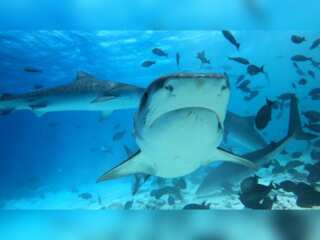 WION Climate Tracker: Maldives' tiger sharks soon to be at risk: Experts