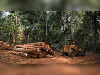 WION Climate Tracker | Report: World's central banks financing destruction of Amazon rainforest