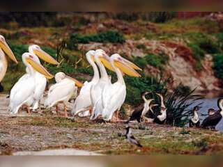 WION Climate Tracker | Report: Half of world’s bird species face decline