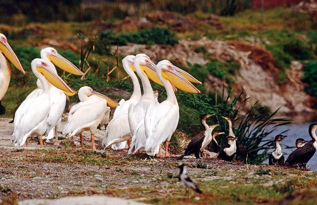 WION Climate Tracker | Report: Half of world’s bird species face decline